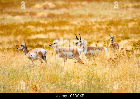 Eine weibliche und männliche Pronghorn Antilope (Antilocapra Americana) an die National Bison Range, Montana, Vereinigte Staaten Stockfoto