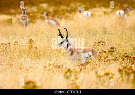 männliche Pronghorn Antilope AntilocaprAmericana Stockfoto