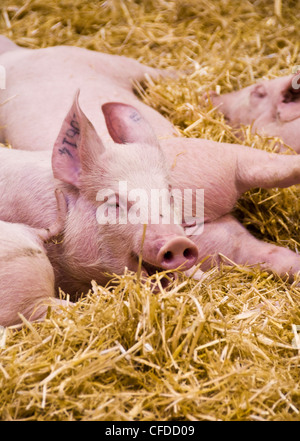 Schweine im Stroh auf Paris International Landwirtschaft Show - Frankreich liegen Stockfoto