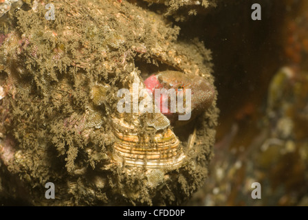 Makro von einem rosa Seeskorpion in einer riesigen Barnacle am Ogden Point Wellenbrecher, Victoria, Britisch-Kolumbien, Kanada Stockfoto