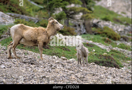 Bighorn Schafe (Ovis Canadensis) weiblich & Juvenile, Alberta, Kanada. Stockfoto