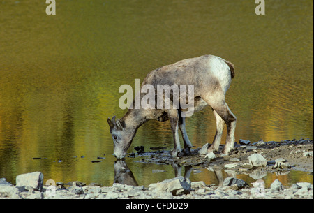 Bighorn Schafe (Ovis Canadensis) weiblich, Alberta, Kanada. Stockfoto