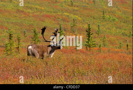 Caribou (Rangifer Tarandus) männlich in samt vor der Brunft, Alaska, Vereinigte Staaten von Amerika Stockfoto