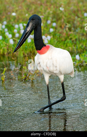 Erwachsenen Jabiru-Storch (Jabiru Mycteria), Pantanal Sumpfgebiete, südwestlichen Brasilien, Südamerika Stockfoto