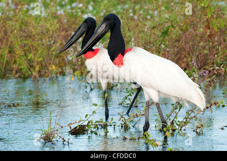 Erwachsenen Jabiru-Storch (Jabiru Mycteria), Pantanal Sumpfgebiete, südwestlichen Brasilien, Südamerika Stockfoto