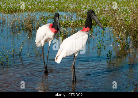 Erwachsenen Jabiru-Storch (Jabiru Mycteria), Pantanal Sumpfgebiete, südwestlichen Brasilien, Südamerika Stockfoto