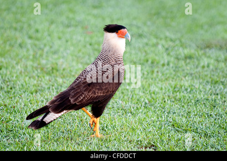 Nördlichen Karakara (Caracara Cheriway), Pantanal Sumpfgebiete, südwestlichen Brasilien, Südamerika Stockfoto