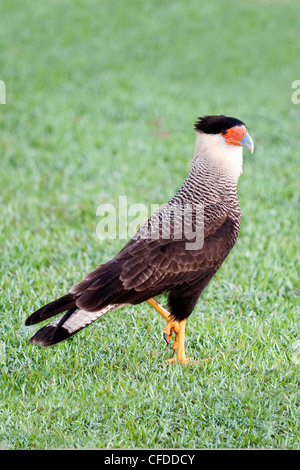 Nördlichen Karakara (Caracara Cheriway), Pantanal Sumpfgebiete, südwestlichen Brasilien, Südamerika Stockfoto