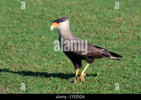 Nördlichen Karakara (Caracara Cheriway), Pantanal Sumpfgebiete, südwestlichen Brasilien, Südamerika Stockfoto