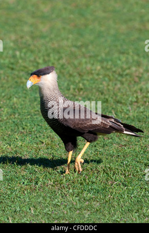 Nördlichen Karakara (Caracara Cheriway), Pantanal Sumpfgebiete, südwestlichen Brasilien, Südamerika Stockfoto