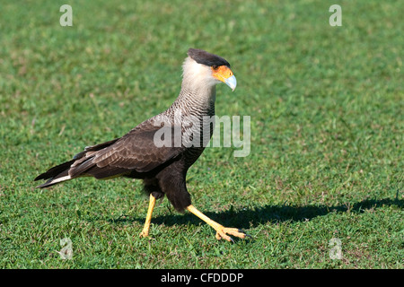 Nördlichen Karakara (Caracara Cheriway), Pantanal Sumpfgebiete, südwestlichen Brasilien, Südamerika Stockfoto