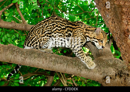 Ozelot (Felis Pardalis) im Baum, Pantanal Sumpfgebiete, südwestlichen Brasilien, Südamerika Stockfoto