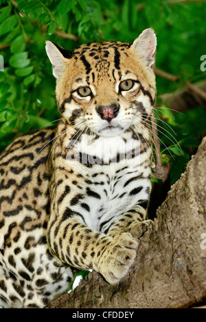 Ozelot (Felis Pardalis) im Baum, Pantanal Sumpfgebiete, südwestlichen Brasilien, Südamerika Stockfoto