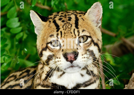 Ozelot (Felis Pardalis), Pantanal Sumpfgebiete, südwestlichen Brasilien, Südamerika Stockfoto