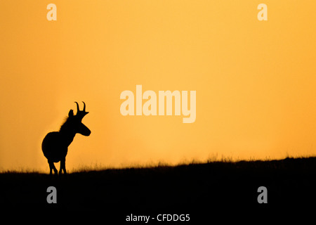 Gabelbock Bock (Antilocapa Americana) im Frühherbst, Prärie-Alberta, Kanada Stockfoto