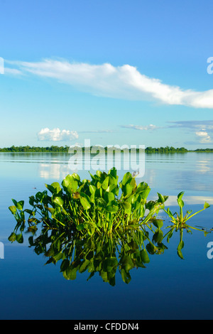 Wasser Hyazinthe (Eichhornia Crassipes), Pantanal Sumpfgebiete, südwestlichen Brasilien, Südamerika Stockfoto