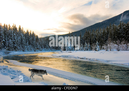 Grauer Wolf (Canis Lupus), Blaeberry Fluss, östlichen British Columbia, Kanada Stockfoto