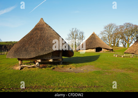 Eisenzeit Roundhouse, Castell Henllys, Pembrokeshire, Wales, UK Stockfoto