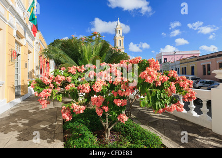 Mussaenda Rosa, Mussaenda Alicia, Hotel Globo und spanischen Konsulat, Joao Pessoa Paraiba, Brasilien, Brasil Stockfoto