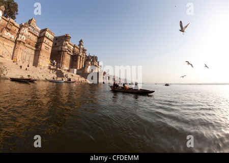 Möwe, über Fluss Ganges in Varanasi, Uttar Pradesh, Indien, Asien Stockfoto