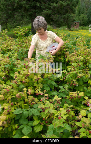 Frau stehend in der Mitte der Rote Himbeere Patch Beeren, in der Nähe von Thunder Bay, Ontario, Kanada. Stockfoto