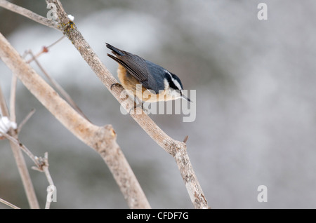 Red-breasted Kleiber. (Sitta Canadensis). Minnesota, Ontario Stockfoto