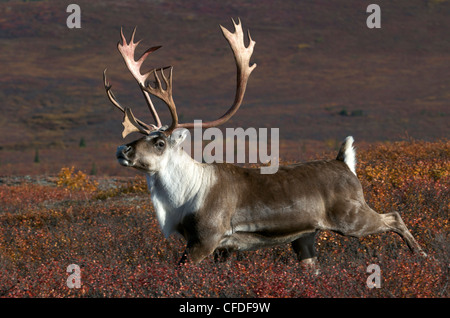 Karge Boden Bull Caribou Geweih hoch Stockfoto