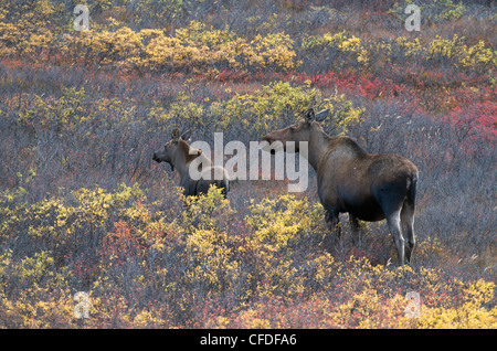 Kuh und Kalb Elch stehend im hohen Herbst Vegetation; (Alces Alces), Denali National Park, Alaska, Vereinigte Staaten von Amerika Stockfoto
