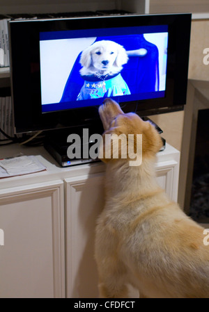 Golden Retriever Uhren Film von einem anderen Hund im Fernsehen Stockfoto
