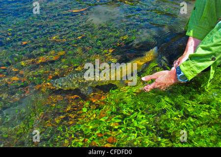 Mann, die Freigabe der Bachforelle Stockfoto