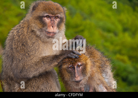 Berberaffen (Macaca Sylvanus) Pflege, Cap Carbon, Bejaia, Kabylei, Algerien, Nordafrika, Afrika Stockfoto