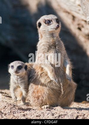 Schlanke Tailed Erdmännchen (Suricata Suricatta) Erwachsene und Jugendliche Stockfoto