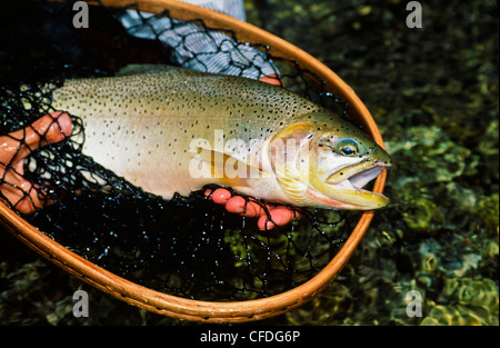 Mann, der Fisch im Netz, hält Alexander Creek, British Columbia, Kanada Stockfoto