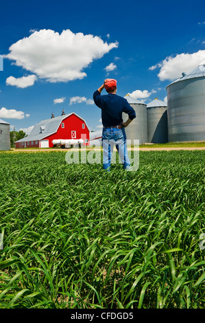 ein Mann blickt auf einem Bauernhof mit einem Durum-Weizen-Feld im Vordergrund in der Nähe von Torquay Saskatchewan, Kanada Stockfoto