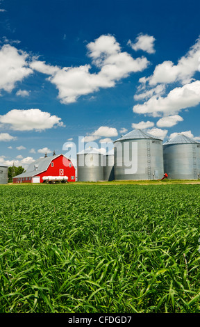 Bauernhof mit Durum-Weizen-Feld im Vordergrund in der Nähe von Torquay Saskatchewan, Kanada Stockfoto