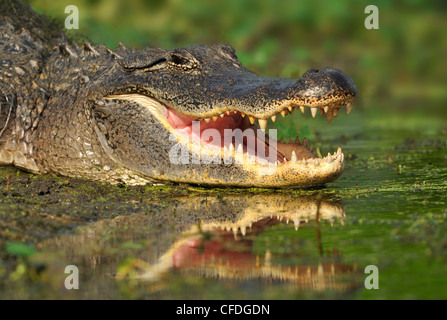 Alligator am Brazos Bend State Park, Texas, Vereinigte Staaten von Amerika Stockfoto