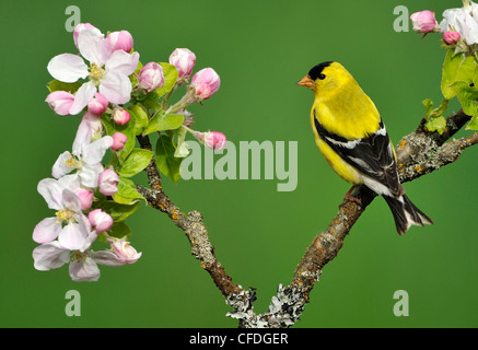 Amerikanische Stieglitz (Zuchtjahr Tristis) auf Apple Blossom Barsch, Victoria, Britisch-Kolumbien, Kanada Stockfoto