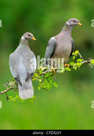 Band-angebundene Tauben (Patagioenas Fasciata) auf Weißdorn (Crataegus Monogyna) Barsch Victoria, British Columbia, Kanada Stockfoto