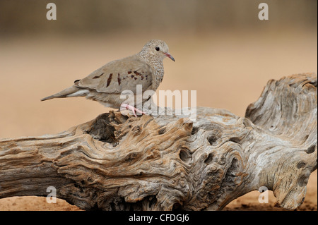 Common Ground Taube (Columbina Passerina) - Santa Clara Ranch, Texas, Vereinigte Staaten von Amerika Stockfoto