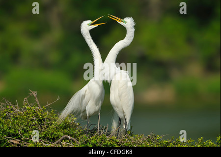 Silberreiher (Ardea Alba) Stockfoto