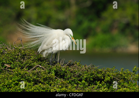 Silberreiher (Ardea Alba) Stockfoto