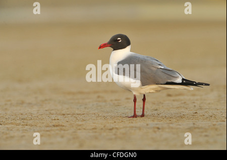 Lachend Gull (Larus Atricilla) - South Padre Island, Texas, Vereinigte Staaten von Amerika Stockfoto