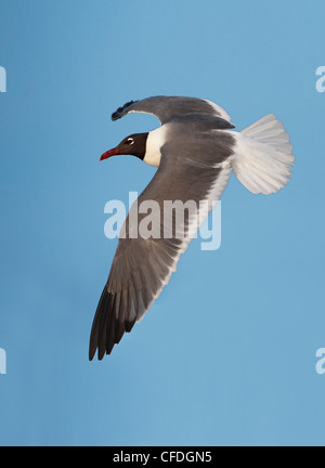 Lachend Gull (Larus Atricilla) - South Padre Island, Texas, Vereinigte Staaten von Amerika Stockfoto