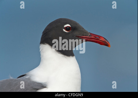 Lachend Gull (Larus Atricilla) - South Padre Island, Texas, Vereinigte Staaten von Amerika Stockfoto