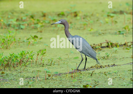 Little Blue Heron (Egretta Caerulea) - Brazos Bend State Park, Texas, Vereinigte Staaten von Amerika Stockfoto