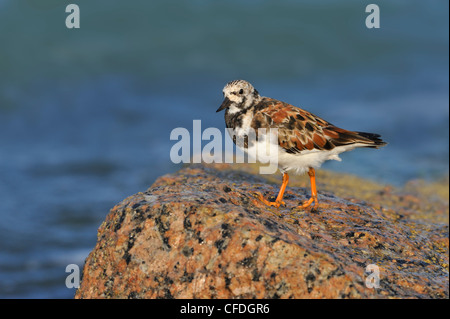 Ruddy Steinwälzer (Arenaria Interpres) - Felsenküste am Port Aransas, Texas, Vereinigte Staaten von Amerika Stockfoto