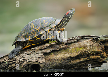 Ruhenden Schildkröte am Brazos Bend State Park, Texas, Vereinigte Staaten von Amerika Stockfoto