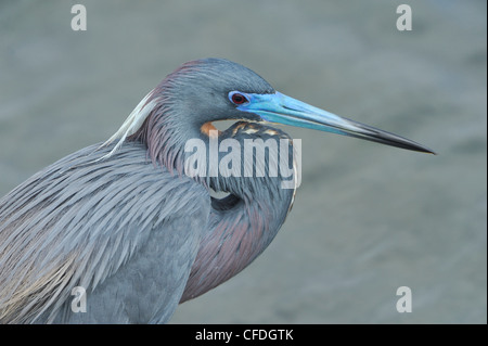 Dreifarbigen Heron (Egretta Tricolor) - South Padre Island, Texas, Vereinigte Staaten von Amerika Stockfoto