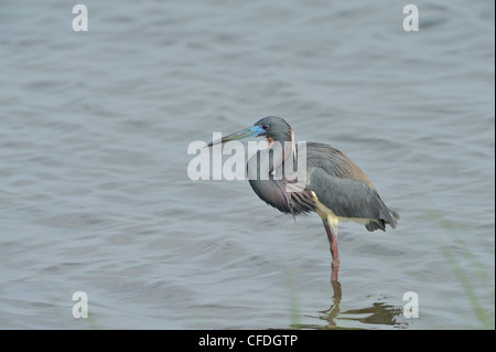 Dreifarbigen Heron (Egretta Tricolor) - South Padre Island, Texas, Vereinigte Staaten von Amerika Stockfoto