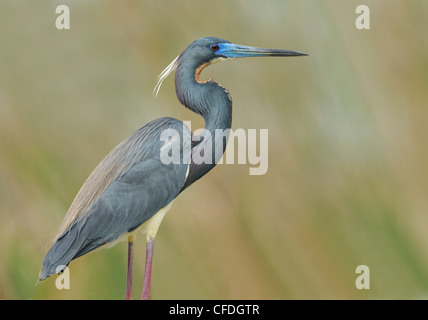 Dreifarbigen Heron (Egretta Tricolor) - South Padre Island, Texas, Vereinigte Staaten von Amerika Stockfoto